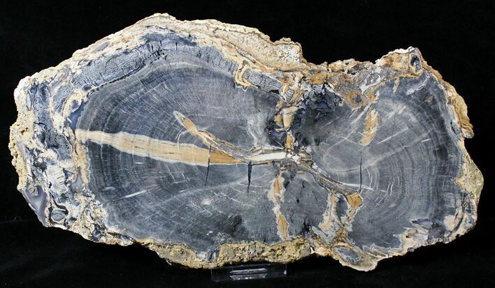 Petrified Wood Slice - Eden Valley, Wyoming #19341